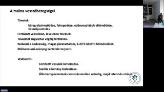 Bogyós gyümölcsök növényvédelmének főbb elemei