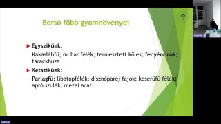Borsó