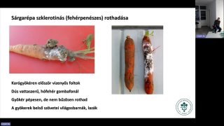 Gyökérzöldségek növényvédelmének főbb elemei
