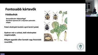 Káposztafélék növényvédelmének főbb elemei