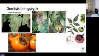 A paprika és a paradicsom  növényvédelmének  főbb elemei